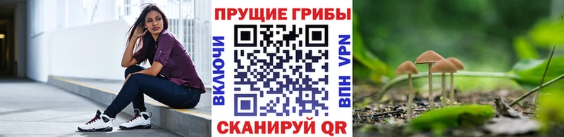 хочу   Покачи  Галлюциногенные грибы Cubensis 